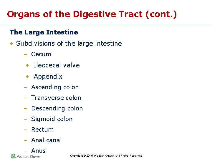 Organs of the Digestive Tract (cont. ) The Large Intestine • Subdivisions of the