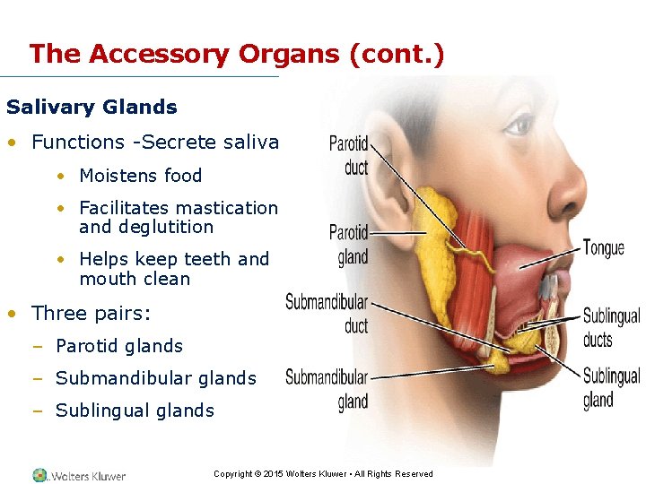 The Accessory Organs (cont. ) Salivary Glands • Functions -Secrete saliva • Moistens food