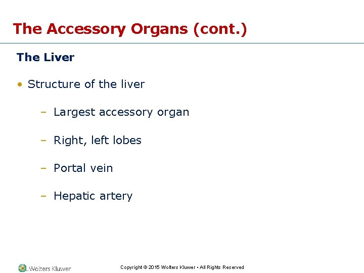 The Accessory Organs (cont. ) The Liver • Structure of the liver – Largest