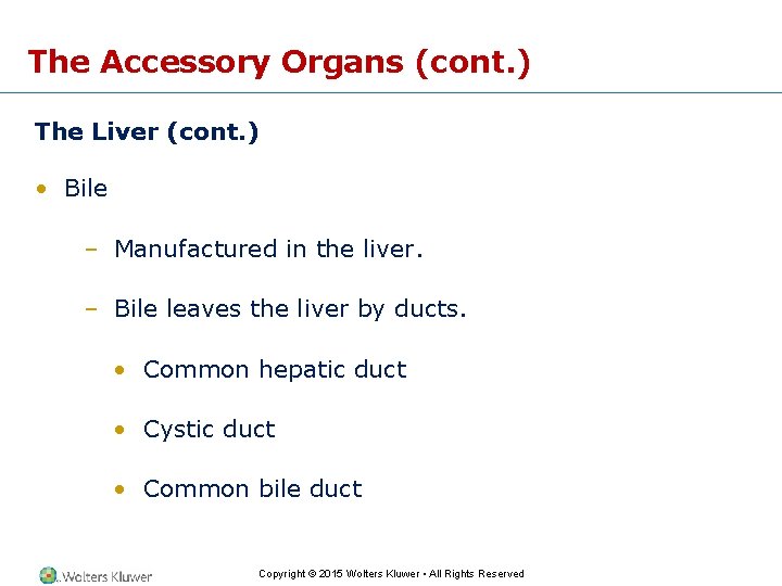 The Accessory Organs (cont. ) The Liver (cont. ) • Bile – Manufactured in