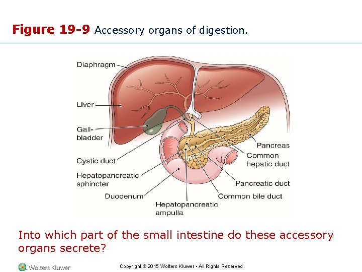Figure 19 -9 Accessory organs of digestion. Into which part of the small intestine