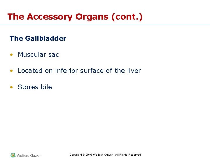 The Accessory Organs (cont. ) The Gallbladder • Muscular sac • Located on inferior