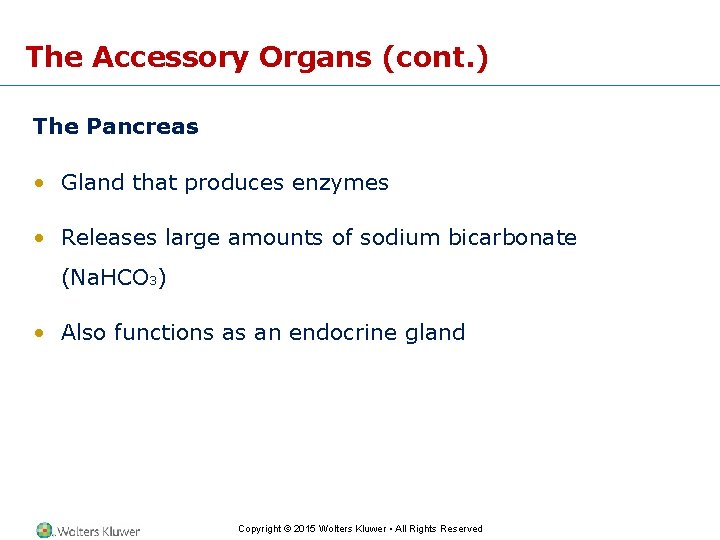 The Accessory Organs (cont. ) The Pancreas • Gland that produces enzymes • Releases