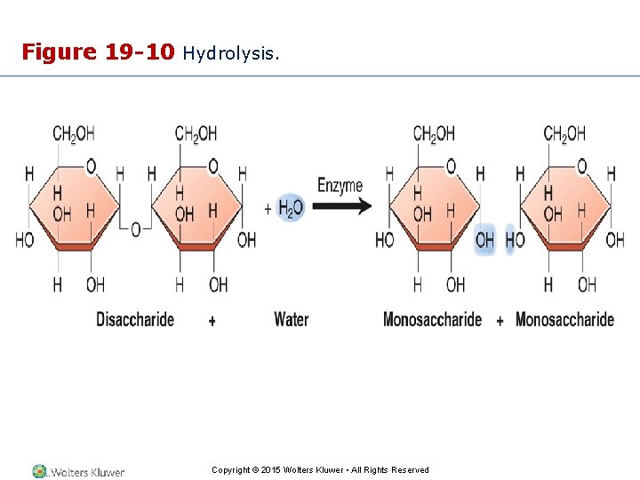 Figure 19 -10 Hydrolysis. Copyright © 2015 Wolters Kluwer • All Rights Reserved 