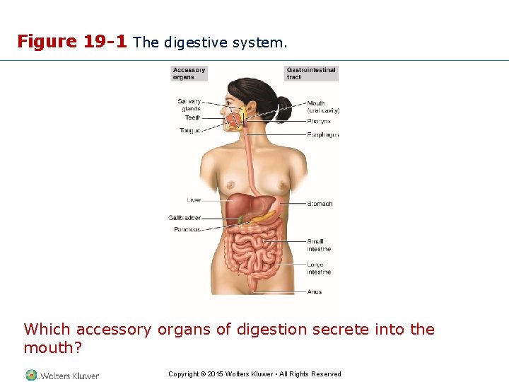 Figure 19 -1 The digestive system. Which accessory organs of digestion secrete into the