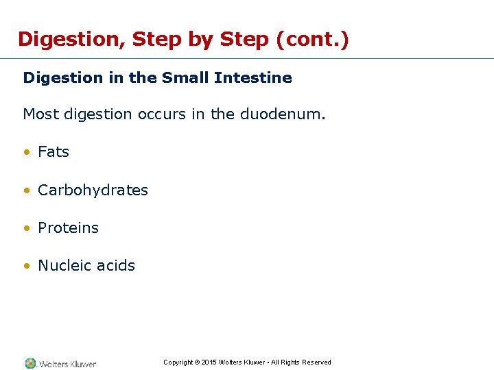 Digestion, Step by Step (cont. ) Digestion in the Small Intestine Most digestion occurs