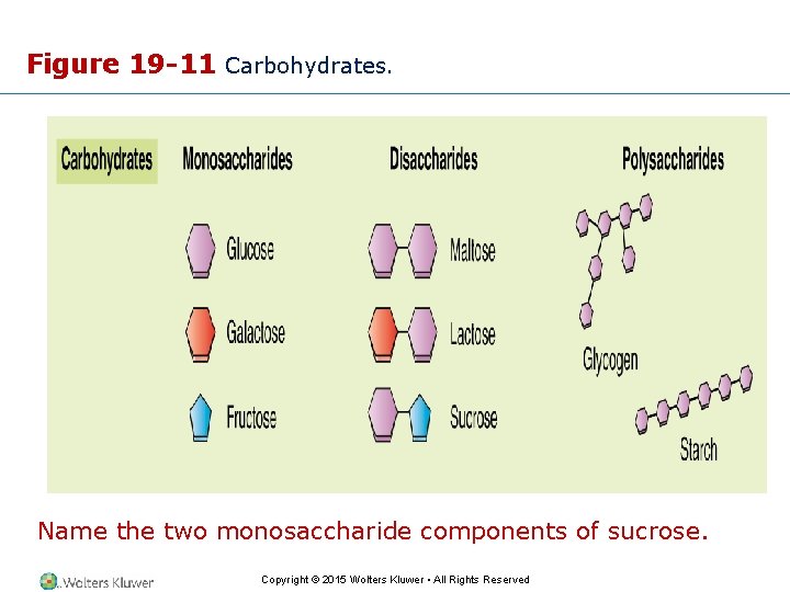 Figure 19 -11 Carbohydrates. Name the two monosaccharide components of sucrose. Copyright © 2015