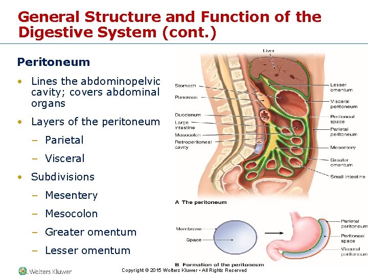 General Structure and Function of the Digestive System (cont. ) Peritoneum • Lines the