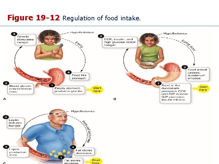 Figure 19 -12 Regulation of food intake. Copyright © 2015 Wolters Kluwer • All