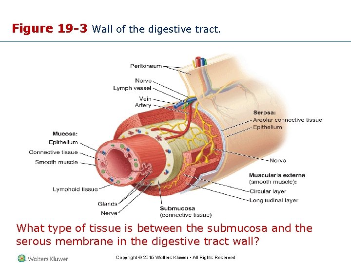Figure 19 -3 Wall of the digestive tract. What type of tissue is between