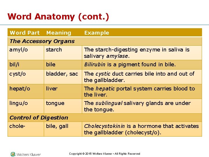 Word Anatomy (cont. ) Word Part Meaning Example The Accessory Organs amyl/o starch The
