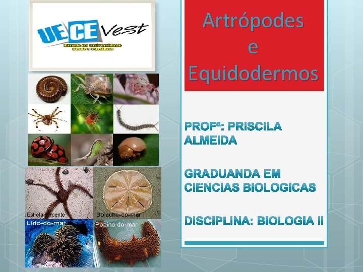 Artrópodes e Equidodermos Artrópodes e Equidodermos