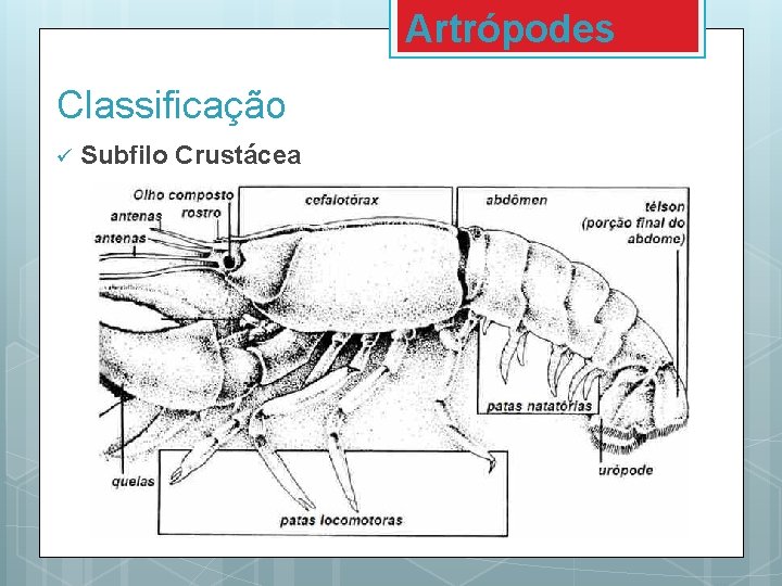 Artrópodes Classificação ü Subfilo Crustácea Artrópodes Classificação ü Subfilo Crustácea