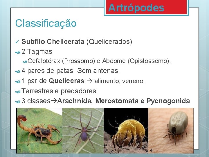 Artrópodes Classificação Subfilo Chelicerata (Quelicerados) 2 Tagmas ü Cefalotórax 4 (Prossomo) e Abdome (Opistossomo). Artrópodes Classificação Subfilo Chelicerata (Quelicerados) 2 Tagmas ü Cefalotórax 4 (Prossomo) e Abdome (Opistossomo).