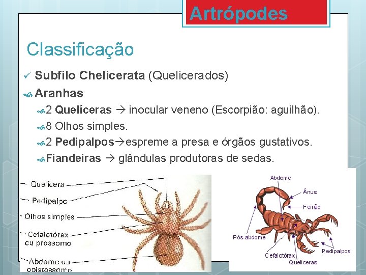 Artrópodes Classificação Subfilo Chelicerata (Quelicerados) Aranhas ü 2 Quelíceras inocular veneno (Escorpião: aguilhão). 8 Artrópodes Classificação Subfilo Chelicerata (Quelicerados) Aranhas ü 2 Quelíceras inocular veneno (Escorpião: aguilhão). 8