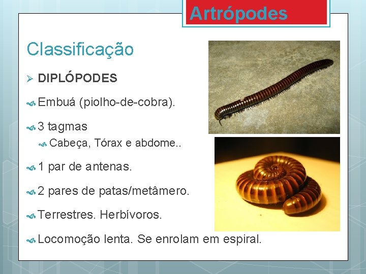 Artrópodes Classificação Ø DIPLÓPODES Embuá 3 (piolho-de-cobra). tagmas Cabeça, Tórax e abdome. . 1 Artrópodes Classificação Ø DIPLÓPODES Embuá 3 (piolho-de-cobra). tagmas Cabeça, Tórax e abdome. . 1