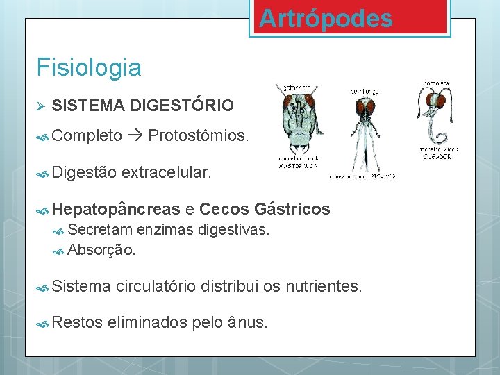 Artrópodes Fisiologia Ø SISTEMA DIGESTÓRIO Completo Digestão Protostômios. extracelular. Hepatopâncreas Secretam e Cecos Gástricos Artrópodes Fisiologia Ø SISTEMA DIGESTÓRIO Completo Digestão Protostômios. extracelular. Hepatopâncreas Secretam e Cecos Gástricos