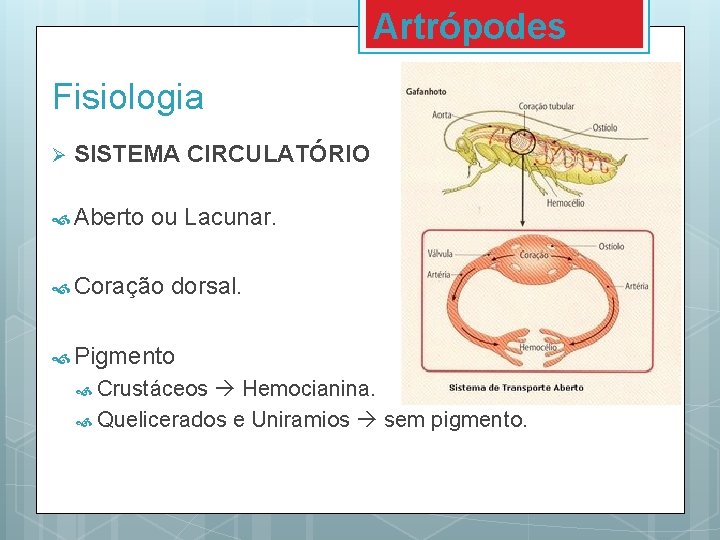 Artrópodes Fisiologia Ø SISTEMA CIRCULATÓRIO Aberto ou Lacunar. Coração dorsal. Pigmento Crustáceos Hemocianina. Quelicerados Artrópodes Fisiologia Ø SISTEMA CIRCULATÓRIO Aberto ou Lacunar. Coração dorsal. Pigmento Crustáceos Hemocianina. Quelicerados