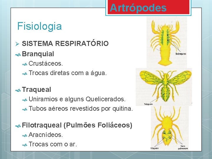 Artrópodes Fisiologia SISTEMA RESPIRATÓRIO Branquial Ø Crustáceos. Trocas diretas com a água. Traqueal Uniramios Artrópodes Fisiologia SISTEMA RESPIRATÓRIO Branquial Ø Crustáceos. Trocas diretas com a água. Traqueal Uniramios