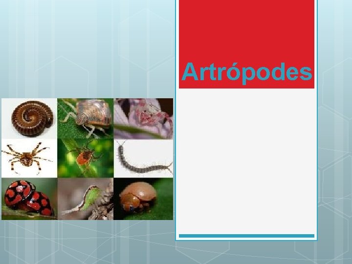 Artrópodes Artrópodes