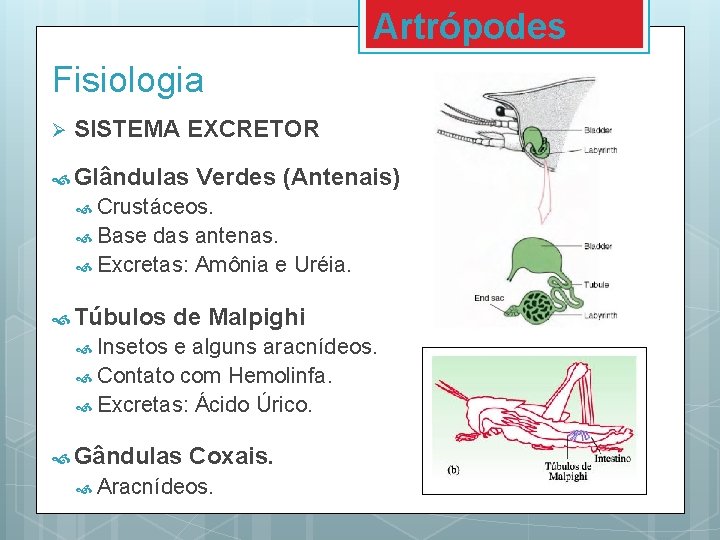 Artrópodes Fisiologia Ø SISTEMA EXCRETOR Glândulas Verdes (Antenais) Crustáceos. Base das antenas. Excretas: Amônia Artrópodes Fisiologia Ø SISTEMA EXCRETOR Glândulas Verdes (Antenais) Crustáceos. Base das antenas. Excretas: Amônia
