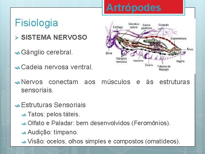 Artrópodes Fisiologia Ø SISTEMA NERVOSO Gânglio Cadeia cerebral. nervosa ventral. Nervos conectam aos músculos Artrópodes Fisiologia Ø SISTEMA NERVOSO Gânglio Cadeia cerebral. nervosa ventral. Nervos conectam aos músculos