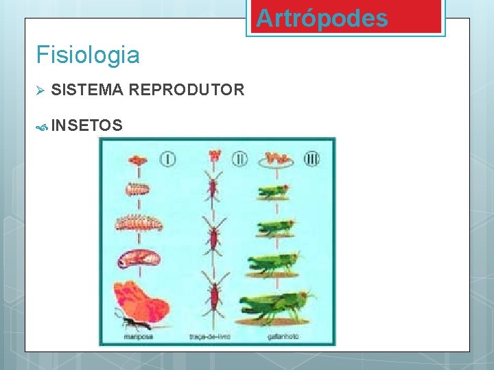 Artrópodes Fisiologia Ø SISTEMA REPRODUTOR INSETOS Artrópodes Fisiologia Ø SISTEMA REPRODUTOR INSETOS
