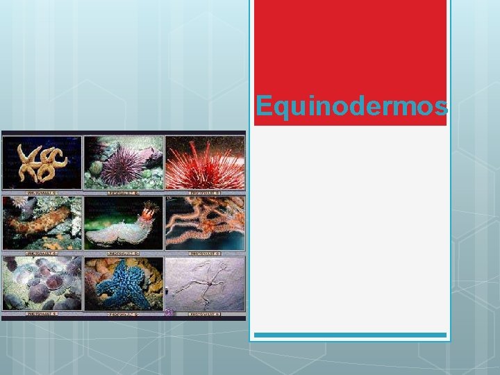 Equinodermos Equinodermos