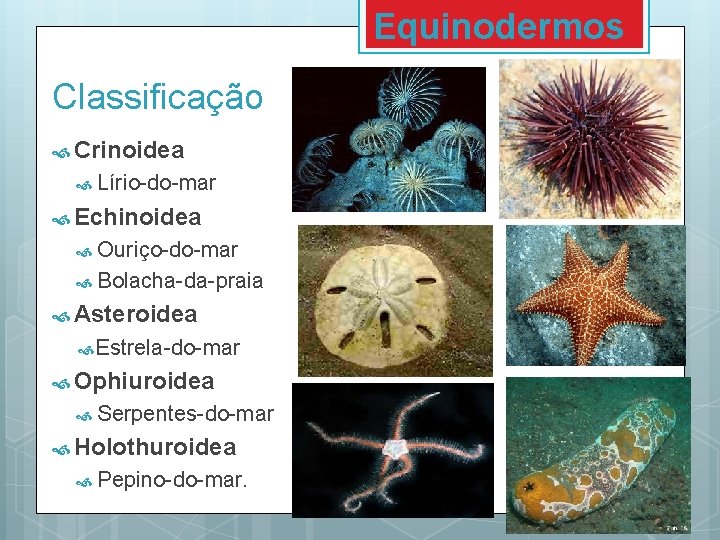 Equinodermos Classificação Crinoidea Lírio-do-mar Echinoidea Ouriço-do-mar Bolacha-da-praia Asteroidea Estrela-do-mar Ophiuroidea Serpentes-do-mar Holothuroidea Pepino-do-mar. Equinodermos Classificação Crinoidea Lírio-do-mar Echinoidea Ouriço-do-mar Bolacha-da-praia Asteroidea Estrela-do-mar Ophiuroidea Serpentes-do-mar Holothuroidea Pepino-do-mar.