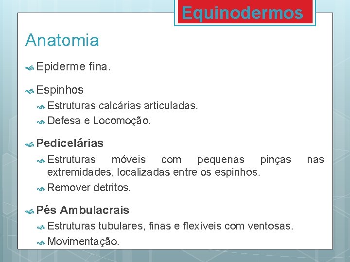 Equinodermos Anatomia Epiderme fina. Espinhos Estruturas calcárias articuladas. Defesa e Locomoção. Pedicelárias Estruturas móveis Equinodermos Anatomia Epiderme fina. Espinhos Estruturas calcárias articuladas. Defesa e Locomoção. Pedicelárias Estruturas móveis
