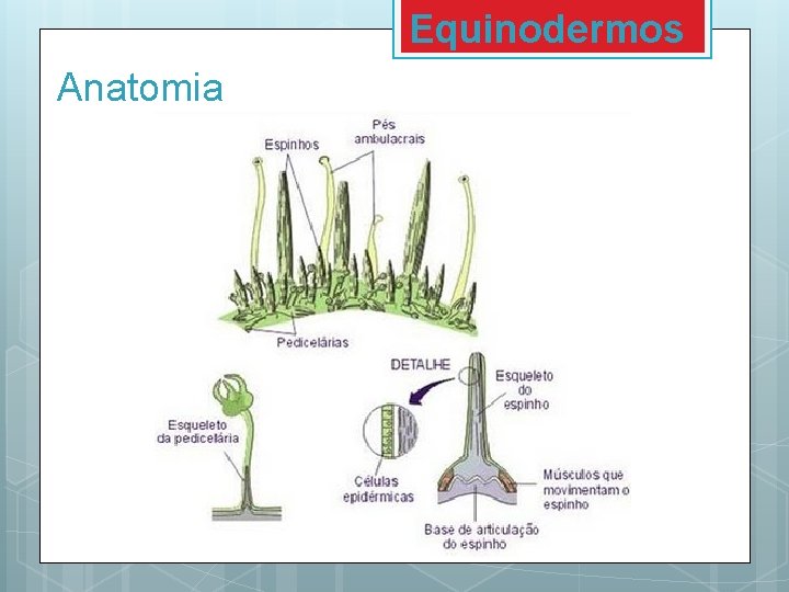 Equinodermos Anatomia Equinodermos Anatomia