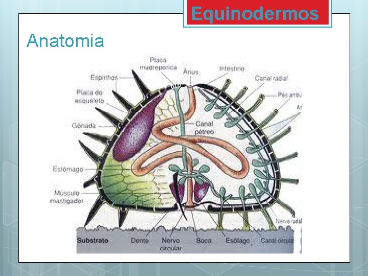 Equinodermos Anatomia Equinodermos Anatomia