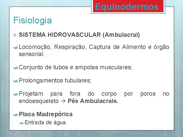 Equinodermos Fisiologia Ø SISTEMA HIDROVASCULAR (Ambulacral) Locomoção, Respiração, Captura de Alimento e órgão sensorial. Equinodermos Fisiologia Ø SISTEMA HIDROVASCULAR (Ambulacral) Locomoção, Respiração, Captura de Alimento e órgão sensorial.