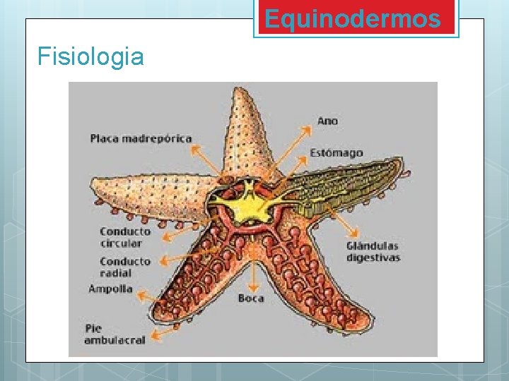 Equinodermos Fisiologia Equinodermos Fisiologia