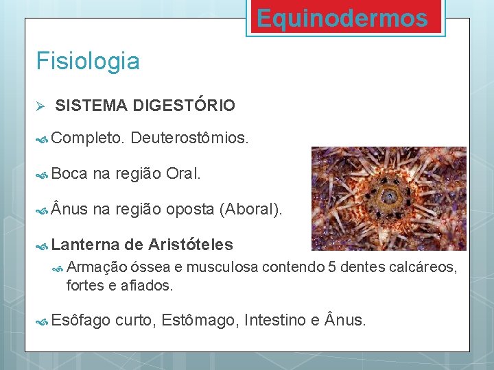 Equinodermos Fisiologia Ø SISTEMA DIGESTÓRIO Completo. Deuterostômios. Boca na região Oral. nus na região Equinodermos Fisiologia Ø SISTEMA DIGESTÓRIO Completo. Deuterostômios. Boca na região Oral. nus na região