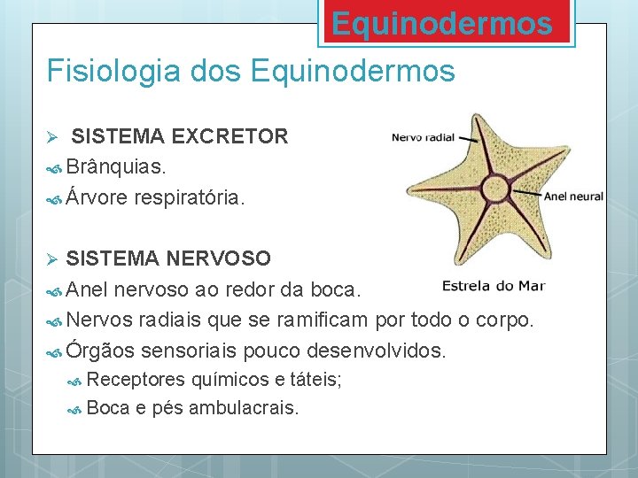 Equinodermos Fisiologia dos Equinodermos SISTEMA EXCRETOR Brânquias. Árvore respiratória. Ø SISTEMA NERVOSO Anel nervoso Equinodermos Fisiologia dos Equinodermos SISTEMA EXCRETOR Brânquias. Árvore respiratória. Ø SISTEMA NERVOSO Anel nervoso