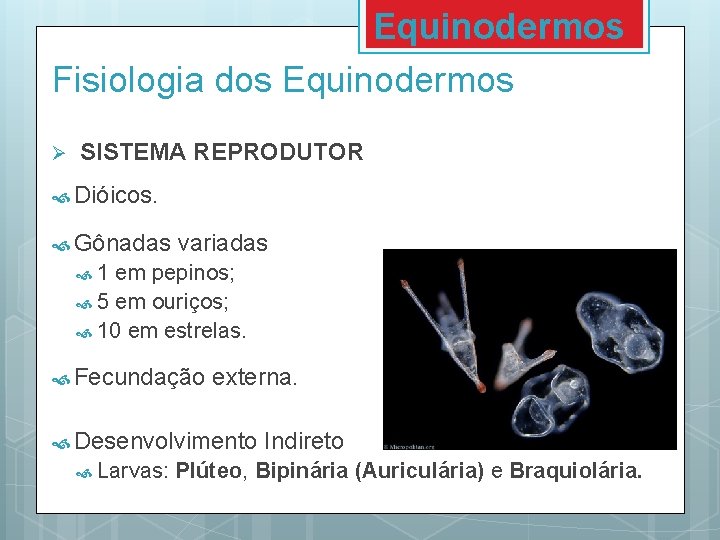 Equinodermos Fisiologia dos Equinodermos Ø SISTEMA REPRODUTOR Dióicos. Gônadas variadas 1 em pepinos; 5 Equinodermos Fisiologia dos Equinodermos Ø SISTEMA REPRODUTOR Dióicos. Gônadas variadas 1 em pepinos; 5