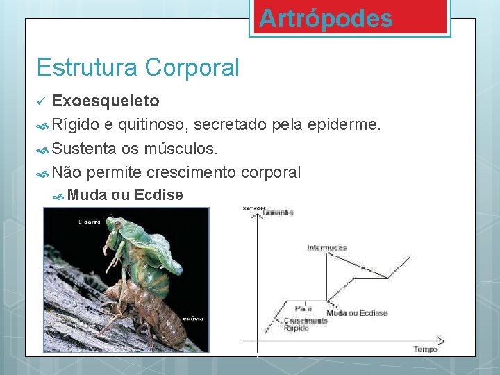 Artrópodes Estrutura Corporal Exoesqueleto Rígido e quitinoso, secretado pela epiderme. Sustenta os músculos. Não Artrópodes Estrutura Corporal Exoesqueleto Rígido e quitinoso, secretado pela epiderme. Sustenta os músculos. Não