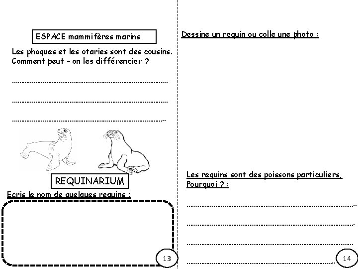 Dessine un requin ou colle une photo : ESPACE mammifères marins Les phoques et