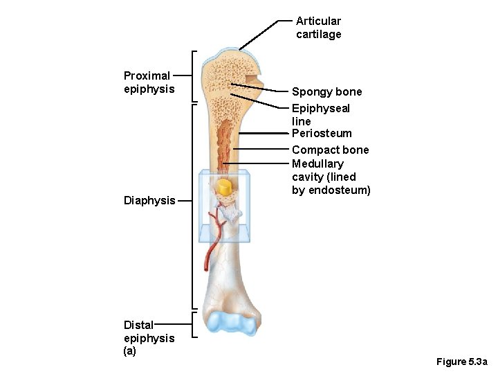 Articular cartilage Proximal epiphysis Diaphysis Distal epiphysis (a) Spongy bone Epiphyseal line Periosteum Compact