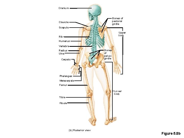 Cranium Bones of pectoral girdle Clavicle Scapula Upper limb Rib Humerus Vertebra Radius Ulna