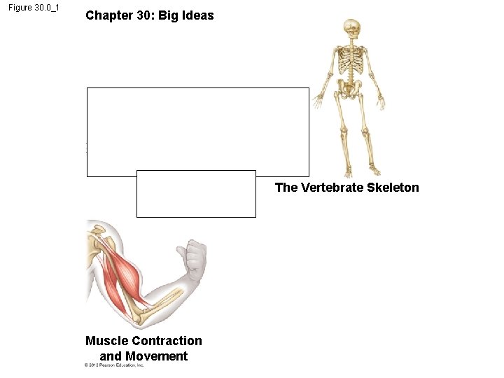 Figure 30. 0_1 Chapter 30: Big Ideas Movement and Locomotion Muscle Contraction and Movement