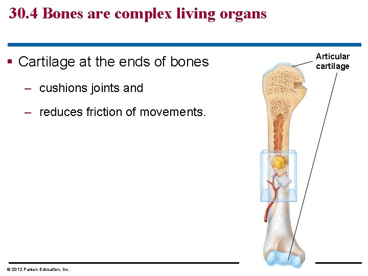 30. 4 Bones are complex living organs § Cartilage at the ends of bones