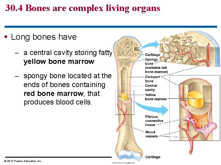 30. 4 Bones are complex living organs § Long bones have – a central