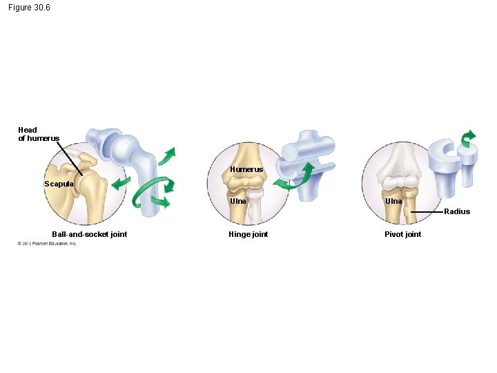 Figure 30. 6 Head of humerus Humerus Scapula Ulna Radius Ball-and-socket joint Hinge joint