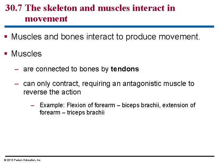 30. 7 The skeleton and muscles interact in movement § Muscles and bones interact