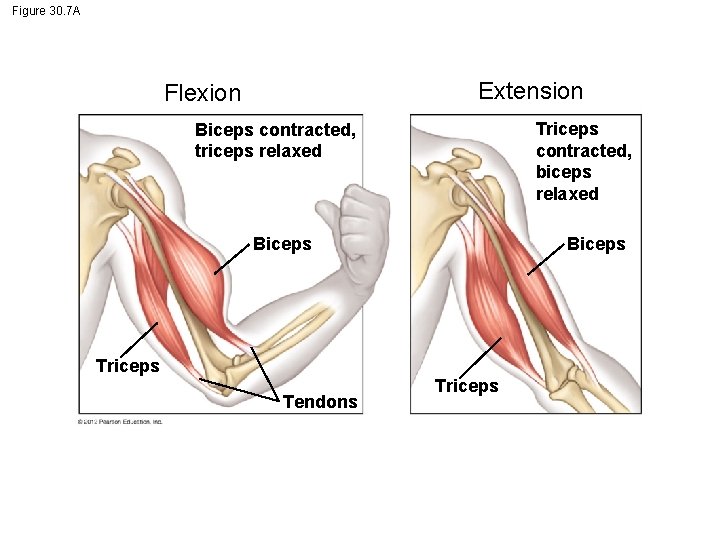 Figure 30. 7 A Extension Flexion Triceps contracted, biceps relaxed Biceps contracted, triceps relaxed