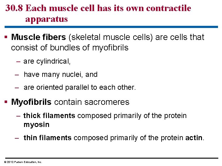 30. 8 Each muscle cell has its own contractile apparatus § Muscle fibers (skeletal