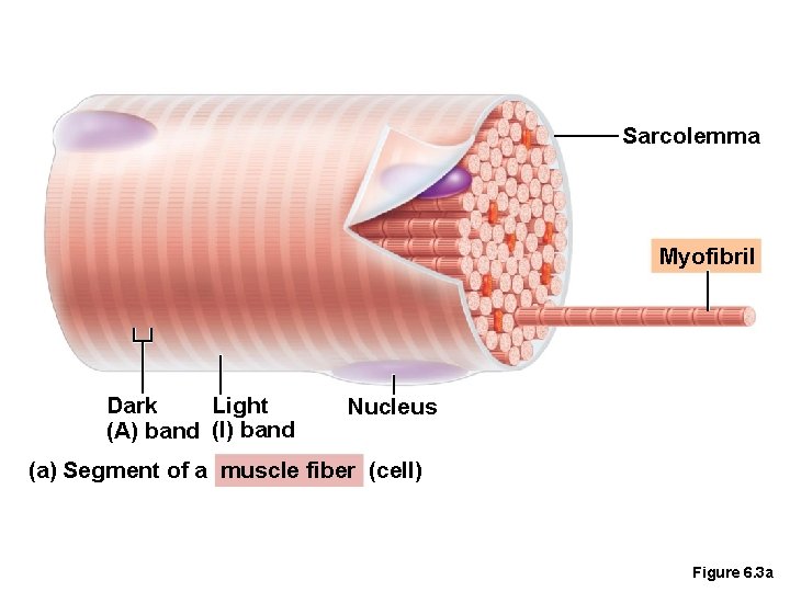 Sarcolemma Myofibril Light Dark (A) band (I) band Nucleus (a) Segment of a muscle