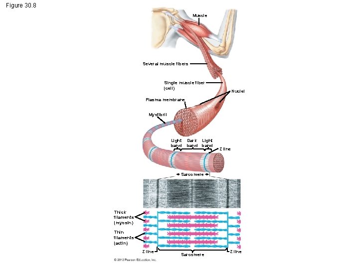 Figure 30. 8 Muscle Several muscle fibers Single muscle fiber (cell) Nuclei Plasma membrane